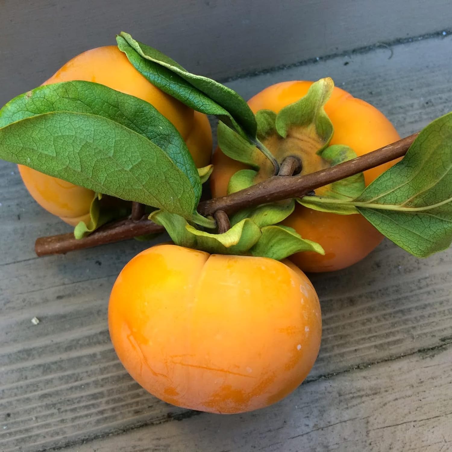 Japanese Persimmon Seeds Diospyros Kaki 'Fuyu' Edible Fruit Mild Flavored Sweet Drought Tolerant Ornamental Specimen Outdoor 10Pcs Fruit Tree Seeds by YEGAOL Garden