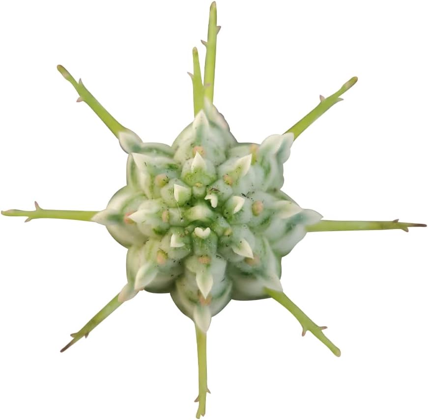 SUCCULENTS BOX | Unique Collection of Live Cactus Plants, Variegated Corn Cob Cactus (2'' + Clay Pot), Hand Selected, Rare Varieties for Gift or Home Decoration