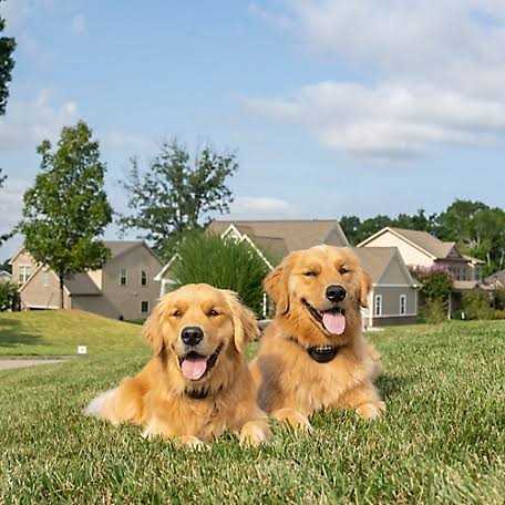 PetSafe Stay Play Wireless Fence - Pet Supplies online store