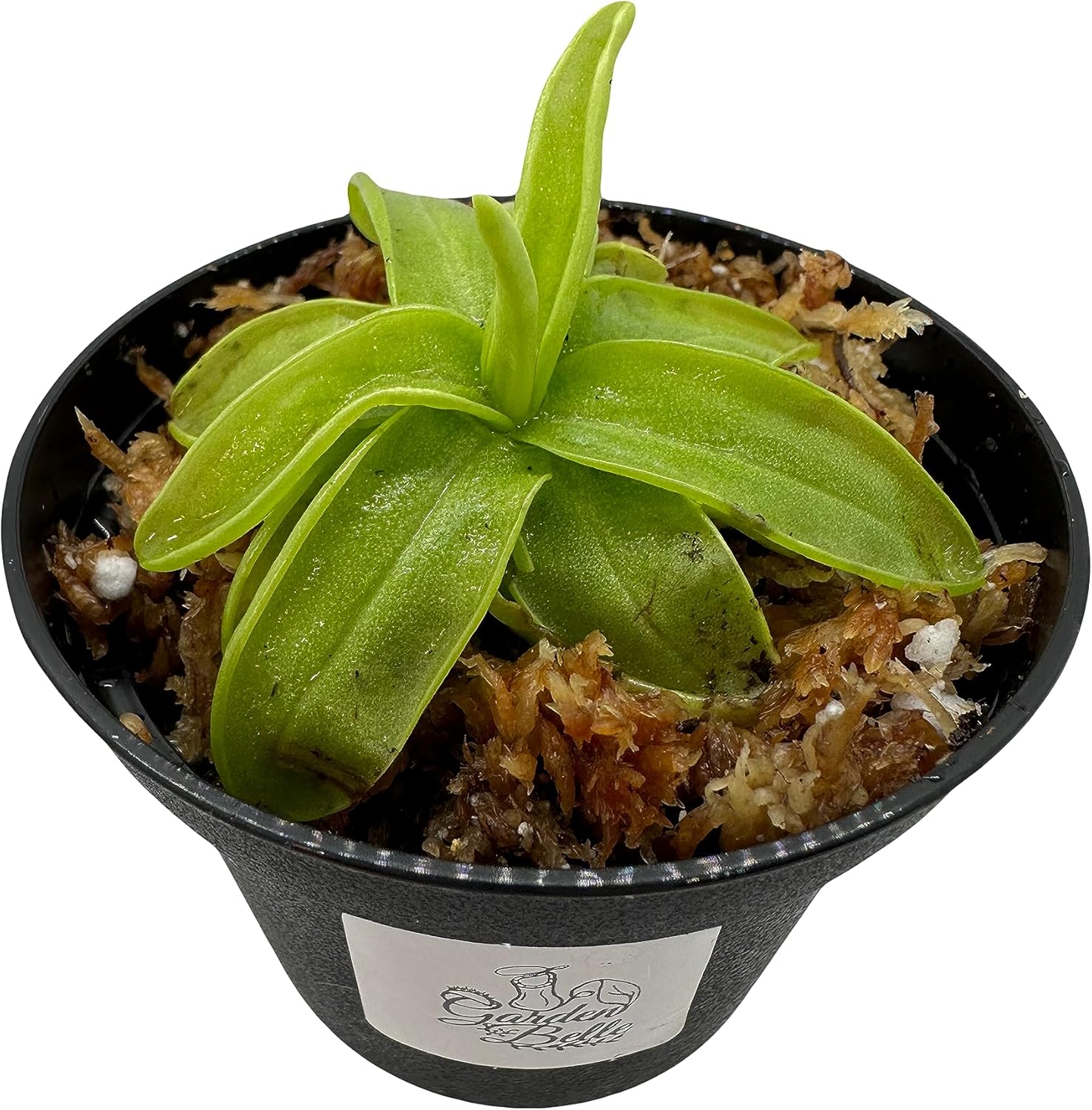 Butterwort (Pinguicula) Carnivorous Plant in 3
