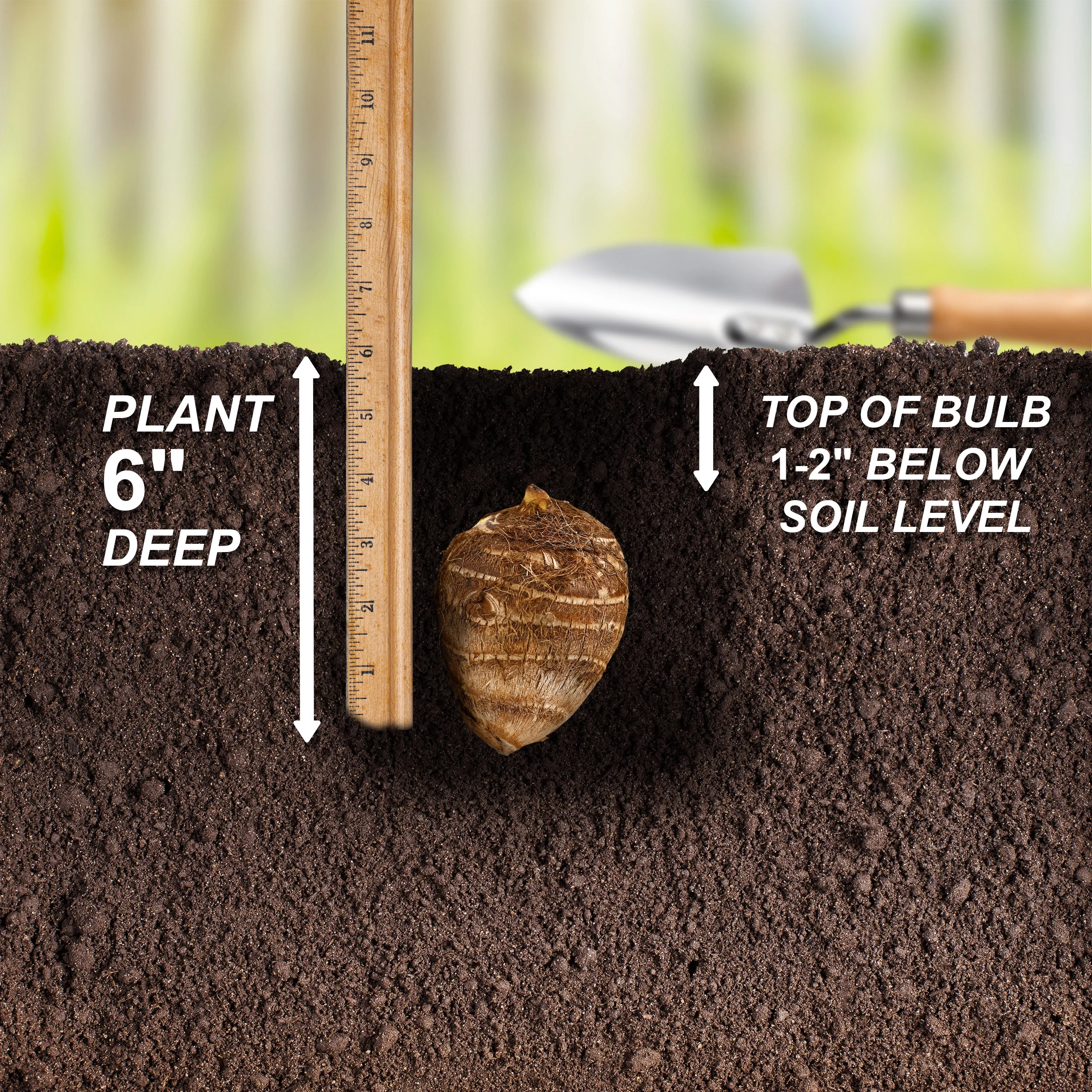 Garden State Bulb Premium Pharaoh's Mask Elephant Ear Bulbs, 7/9 inches (Bag of 1)