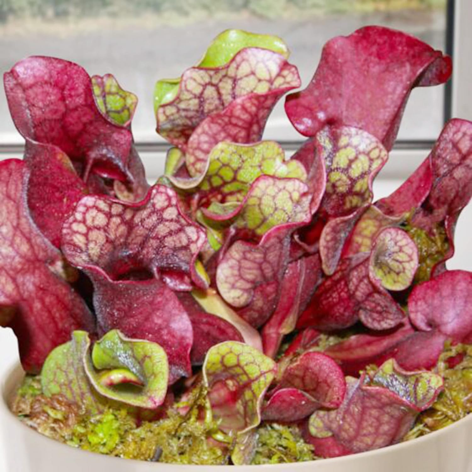 QAUZUY GARDEN Rare Purple Northern Pitcher Plant Seeds 30 Sarracenia Purpurea Seed, Turtle Socks - Tropical Exotic Carnivorous Plant for Home Garden - Easy to Grow