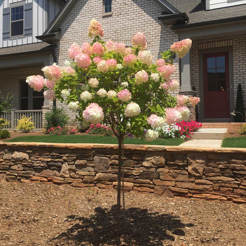 Vanilla Strawberry Hydrangea Tree