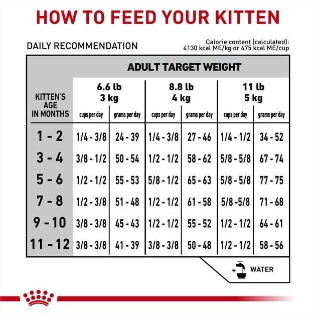 Royal Canin Veterinary Diet Feline Gastrointestinal Kitten Dry Cat Food - Pet Supplies online store
