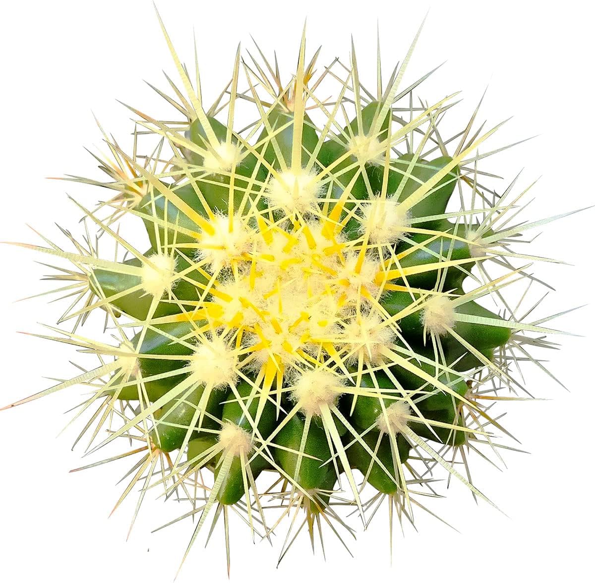 Golden Barrel Cactus (2 inch) - Assorted Live Healthy Unique - Succulents Plants Live, Succulent Plants Fully Rooted, House Plant for Home Office Decoration, DIY Projects