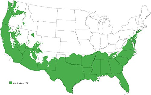 Perfect Plants Fuyu Asian Persimmon Tree, Live Plant (3-4 ft.)