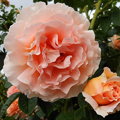 Heirloom Roses Rose Plant - Polka® Apricot Colored Rose Bush, Climbing Roses Live Plant for Planting Outdoors