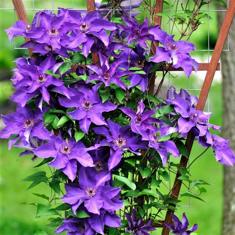 Clematis Vine Plant Live for Planting Outdoor, Clematis Plants Live, 4 to 6 Inch Tall, 2.5 Inc Pot, Perennial Fragrant Flowers Plant, Lavender Purple