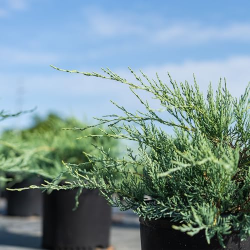 Perfect Plants Grey Owl Juniper 3 Gallon | Evergreen Low Spreading Groundcover Shrub