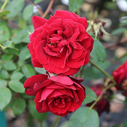 Heirloom Roses Red Climbing Rose Plant - Blaze Rose Bush, Live Roses Plant for Planting Outdoors