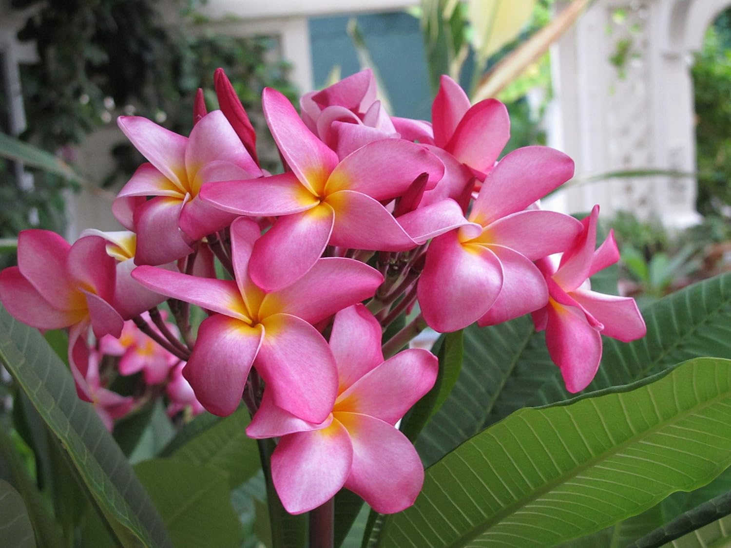 Hawaiian Rare Plumeria Frangipani Plant Planta Cuttings Red, White, Yellow, Pink - 10 Inch - Discount Hawaiian Gifts LQ4 (Pink)