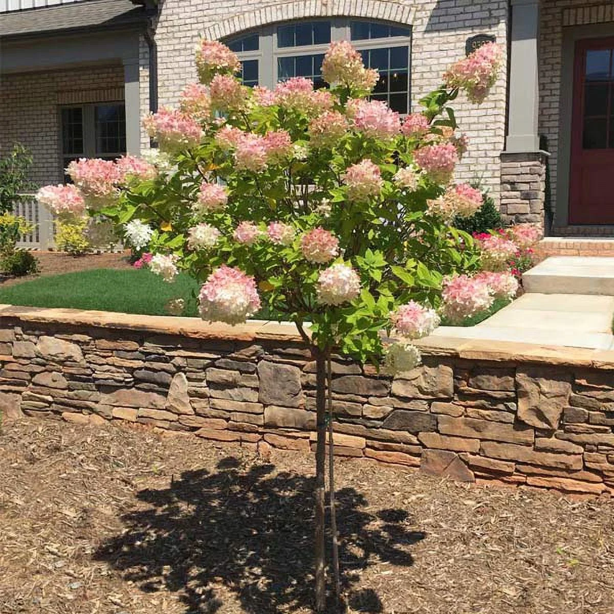 Brighter Blooms - Vanilla Strawberry Hydrangea Tree, 5-6 ft. - No Shipping To AZ