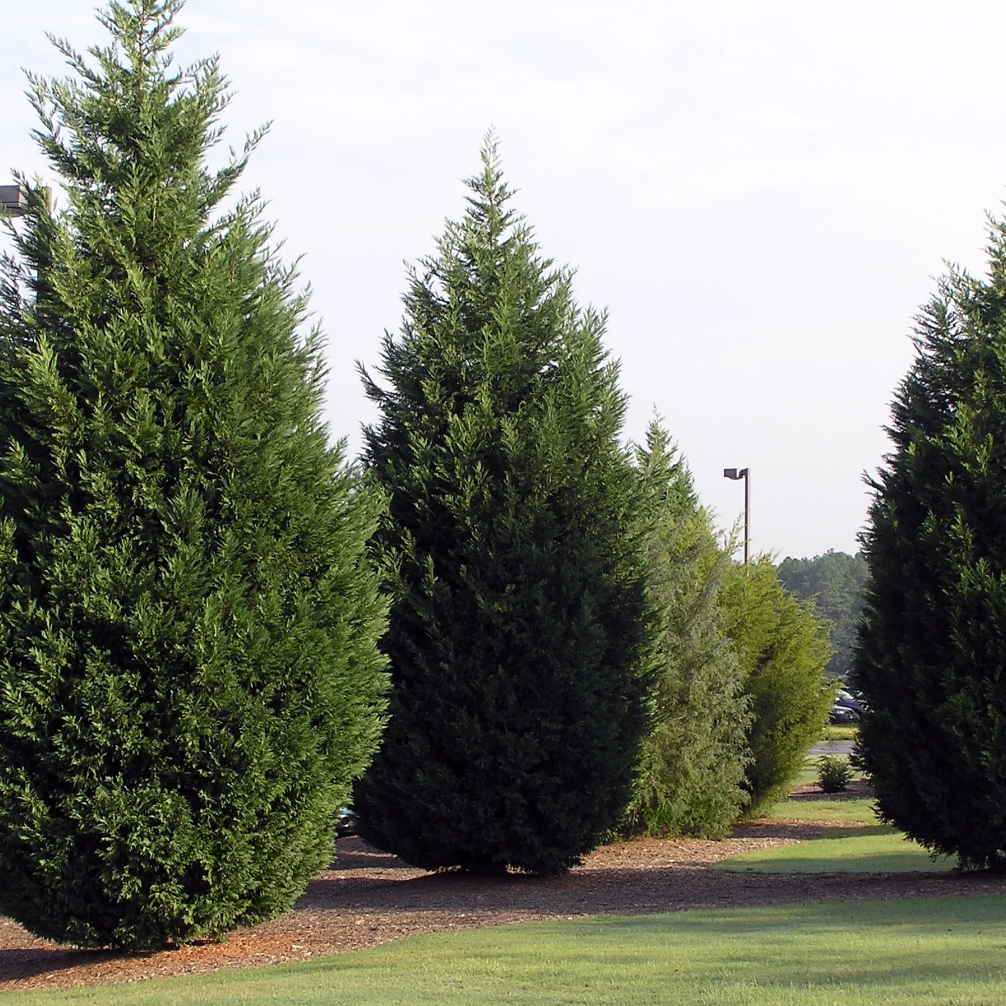Leyland Cypress Live Shrub (7 Gallon)