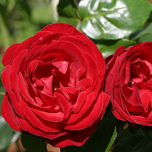Heirloom Roses Rose Plant - Dublin Bay® Red Rose Bush, Climbing Roses Live Plant for Planting Outdoors