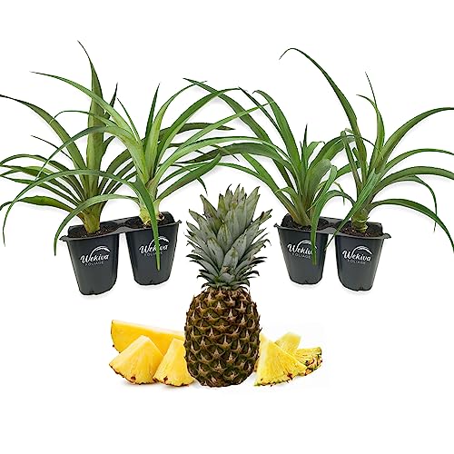 Florida Special Pineapple Plant - 4 Live Starter Plants - Ananas Comosus - Edible Fruit Tree for The Patio and Garden