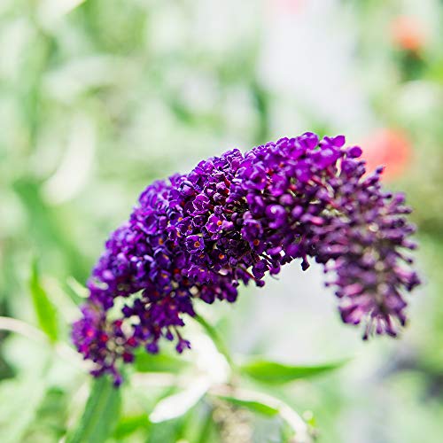 PERFECT PLANTS Nanho Butterfly Shrub 1 Gallon | Live Bush for Outdoor Planting | Attracting Pollinators Like Butterflies, Bees, and Hummingbirds | Gorgeous Purple Flowers in Spring
