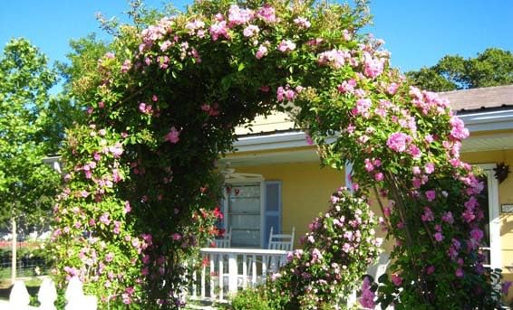 Peggy Martin Climbing Rose - Live Plant - (1 QT)