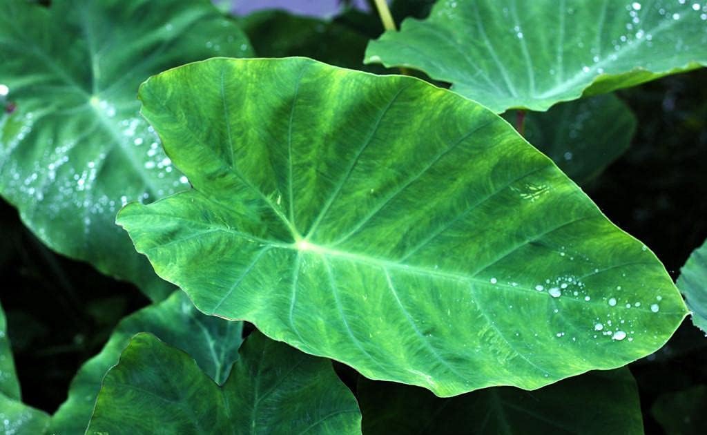 Elephant Ear Bulbs, Strong Sense of Satiety, Evergreen in All Seasons, Decorative Plants-3 Bulbs