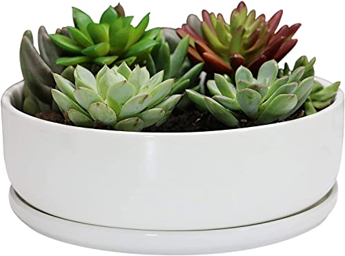 SQOWL 8 inch White Round Ceramic Succulent Planter Pot Modern Flower Cactus herb Big Planter with Removable Saucer Indoor or Outdoor