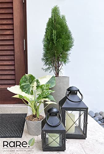 Nature's Way Farms, Alocasia Dawn Variegated, Rare Plant Collection, Live Plant (18-24 in. Tall) in Grower Pot