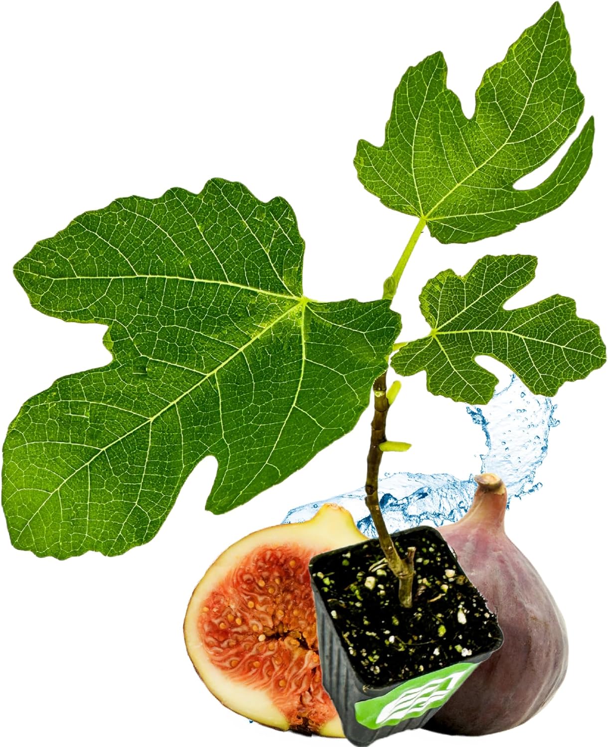 Brown Turkey Fig - Ficus carica by Wellspring Gardens - Sweet Bronze Fruit - Mediterranean Garden - Resilient Fruit Tree - Self-Pollinating Fig Tree - Ornamental Fruit Tree