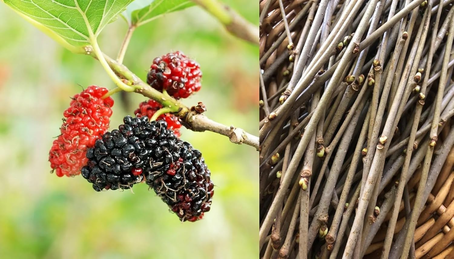 12 cuttings unrooted Mulberry Tree