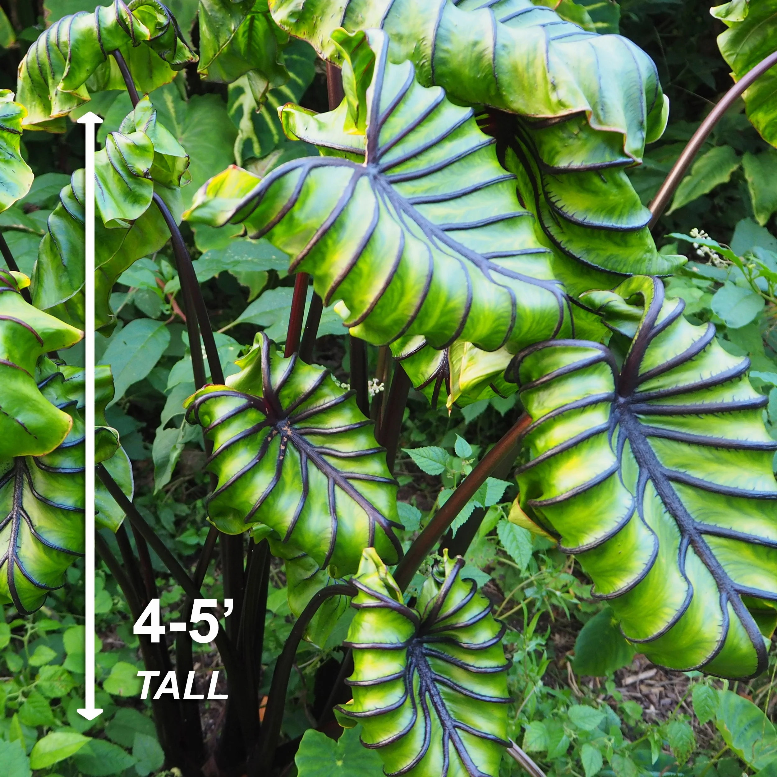 Garden State Bulb Premium Pharaoh's Mask Elephant Ear Bulbs, 7/9 inches (Bag of 1)