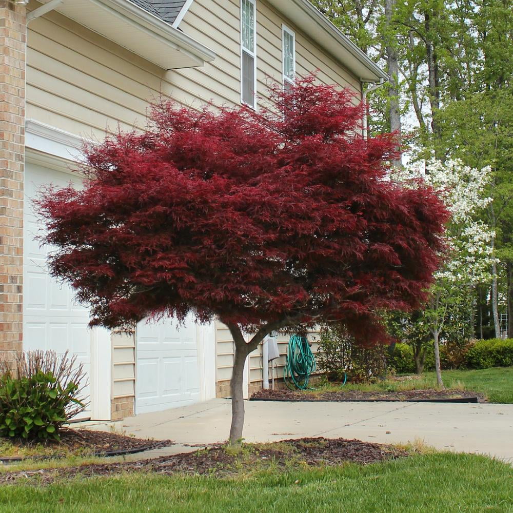 Brighter Blooms - Bloodgood Japanese Maple Tree - The Most Popular Variety of Red Japanese Maples - No Shipping to AZ