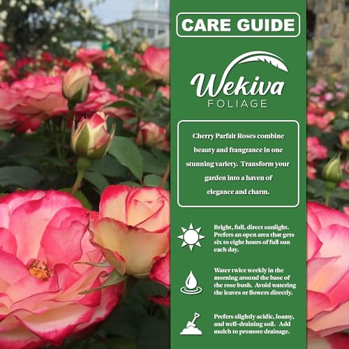 Cherry Parfait Rose Bush - Live Starter Plant in a 2 Inch Pot - Beautiful Rose from Florida - A Beautiful Rose with Soft Creamy Petals in a Rich Cherry Red Hue