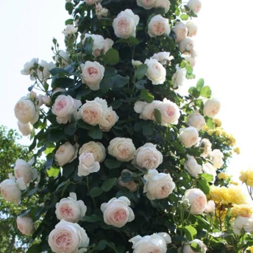 Starter Climbing Roses Live Plants, Rose Bushes Ready to Planting, No Pot, Cut Back, Well Rooted, 6-8 Months Old (Fourth of July)