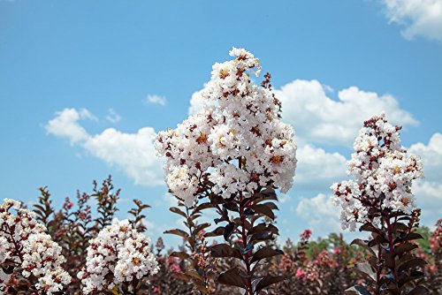 Black Diamond® Pure White™ Crape Myrtle, Live Plant, Includes Special Blend Fertilizer & Planting Guide