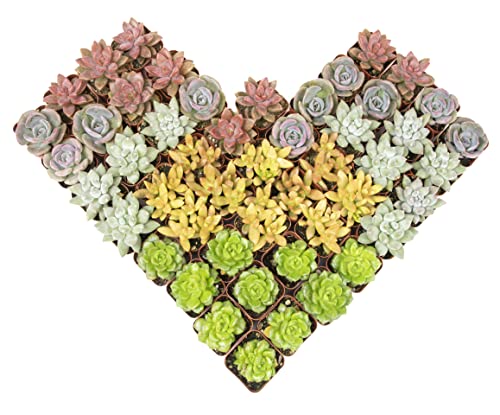 Altman Plants, Live Succulent Plants (20 Pack) Assorted Potted Succulents Plants Live House Plants in Cacti and Succulent Soil Mix, Cactus Plants Live Indoor Plants Live Houseplants in Planter Pots