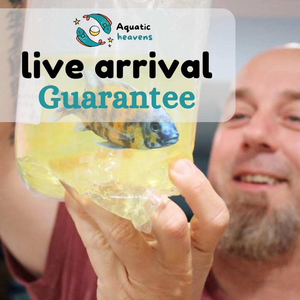 Bamboo Shrimp (3 live Shrimp pack) - Singapore Shrimp live freshwater Aquarium Shrimp