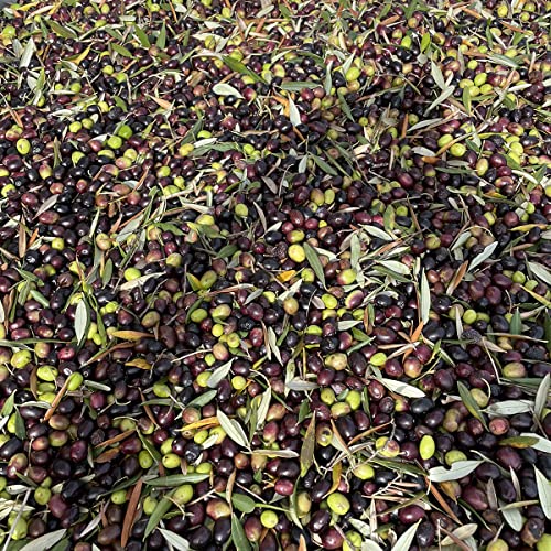 Oleum Comitis - Extra Virgin Olive Oil 100% Italian Cold Pressed - Made in Italy - 6 Bottles of 750 ml (25.4 fl oz)