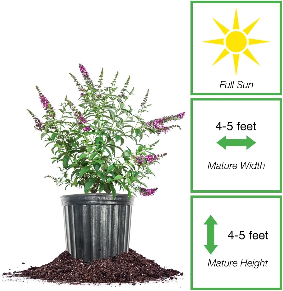 PERFECT PLANTS Miss Molly Butterfly Bush in 3 Gallon Pot | Live Shrub for Outdoor Planting | Attracting Pollinators Like Butterflies, Bees, and Hummingbirds | Beautiful Red Flowers in Summer
