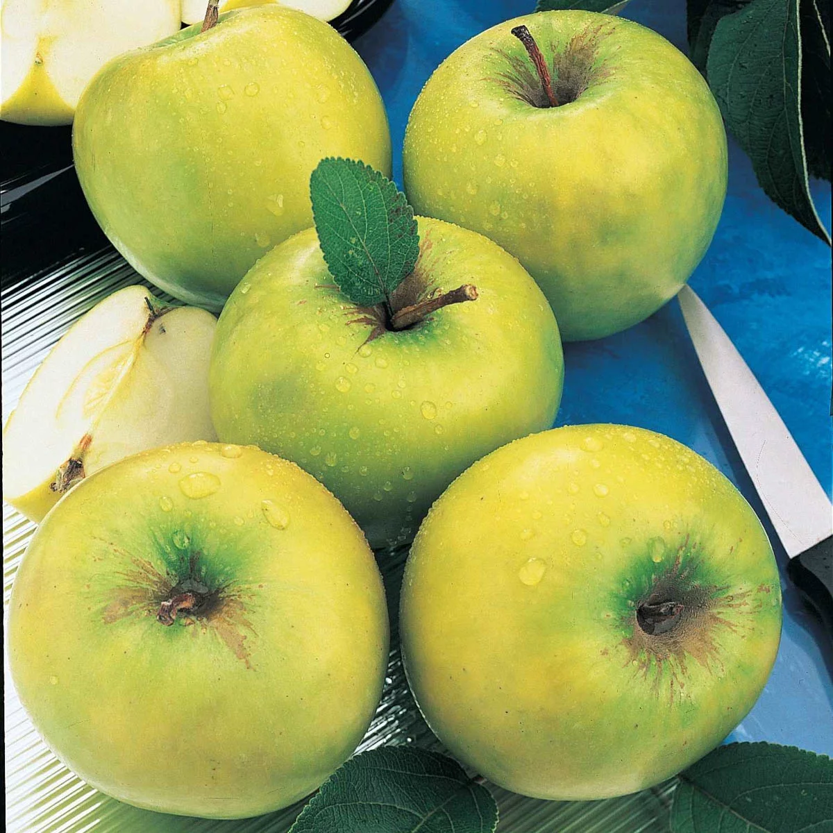 Granny Smith Apple Standard Dormant Bare Root Starter Fruit Tree (1-Pack)