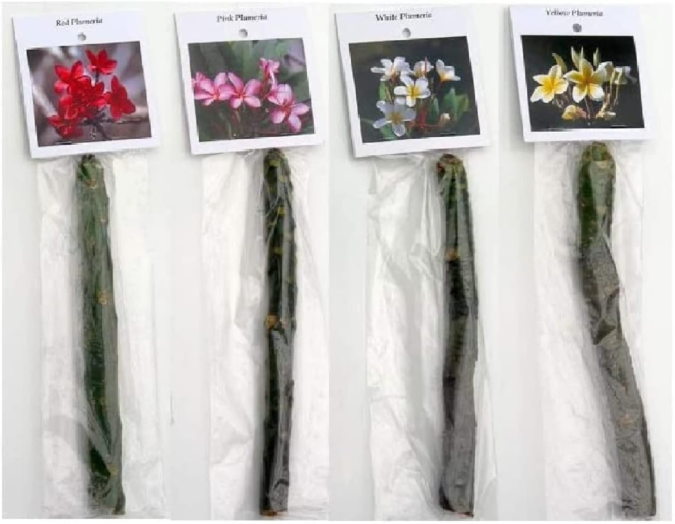Set of 4 100% Hawaiian Plumeria (Frangipani) Plant Cuttings....From a PEST-FREE certified Hawaiian nursery with the proper U.S. Department of Agriculture stamp.
