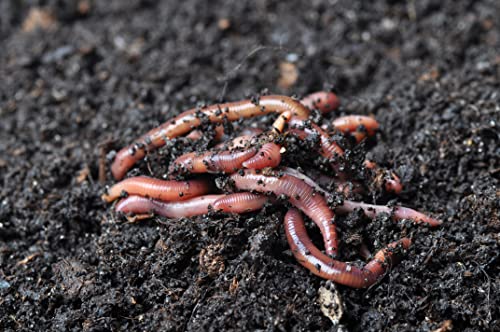 BROTHERS WORM FARM - 1/2 LB (~500) Red Wiggler Compost Worm Blend. Live Worms for Composting and Creating Worm Castings at Home. Ideal for Worm Composters, Gardens, and Worm Bins.