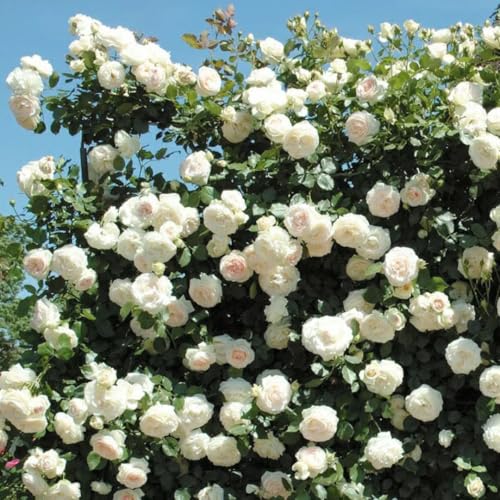 Starter Climbing Roses Live Plants, Rose Bushes Ready to Planting, No Pot, Cut Back, Well Rooted, 6-8 Months Old (Fourth of July)