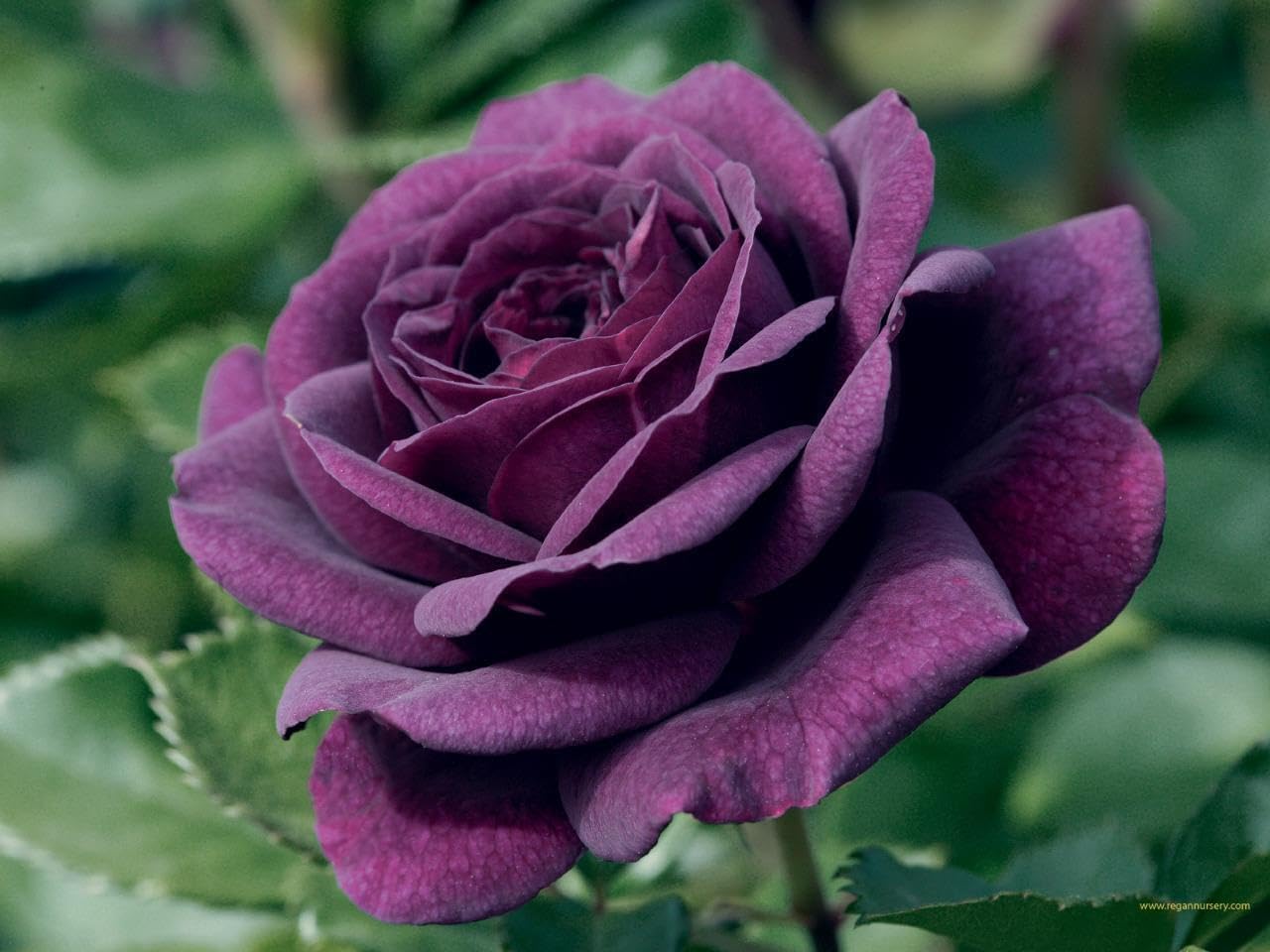 100 Dark Purple Rose Flower Bush Seeds