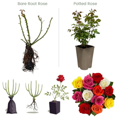 Starter Climbing Roses Live Plants, Rose Bushes Ready to Planting, No Pot, Cut Back, Well Rooted, 6-8 Months Old (Fourth of July)