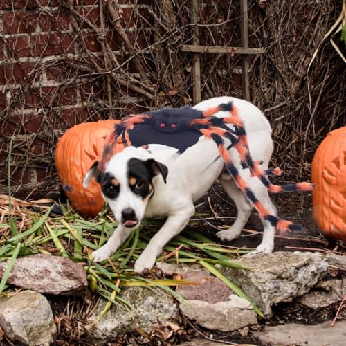 Halloween pet Spider Dress up Clothes