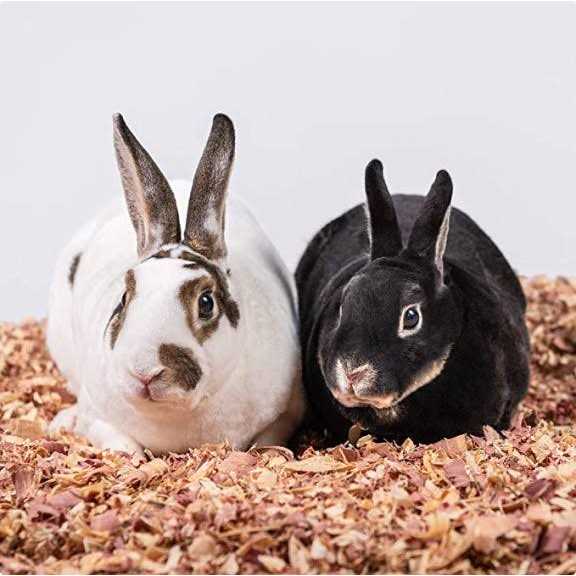 PetsPick Kiln Dried Red Cedar Bedding - Pet Supplies online store