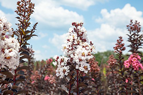 Black Diamond® Pure White™ Crape Myrtle, Live Plant, Includes Special Blend Fertilizer & Planting Guide