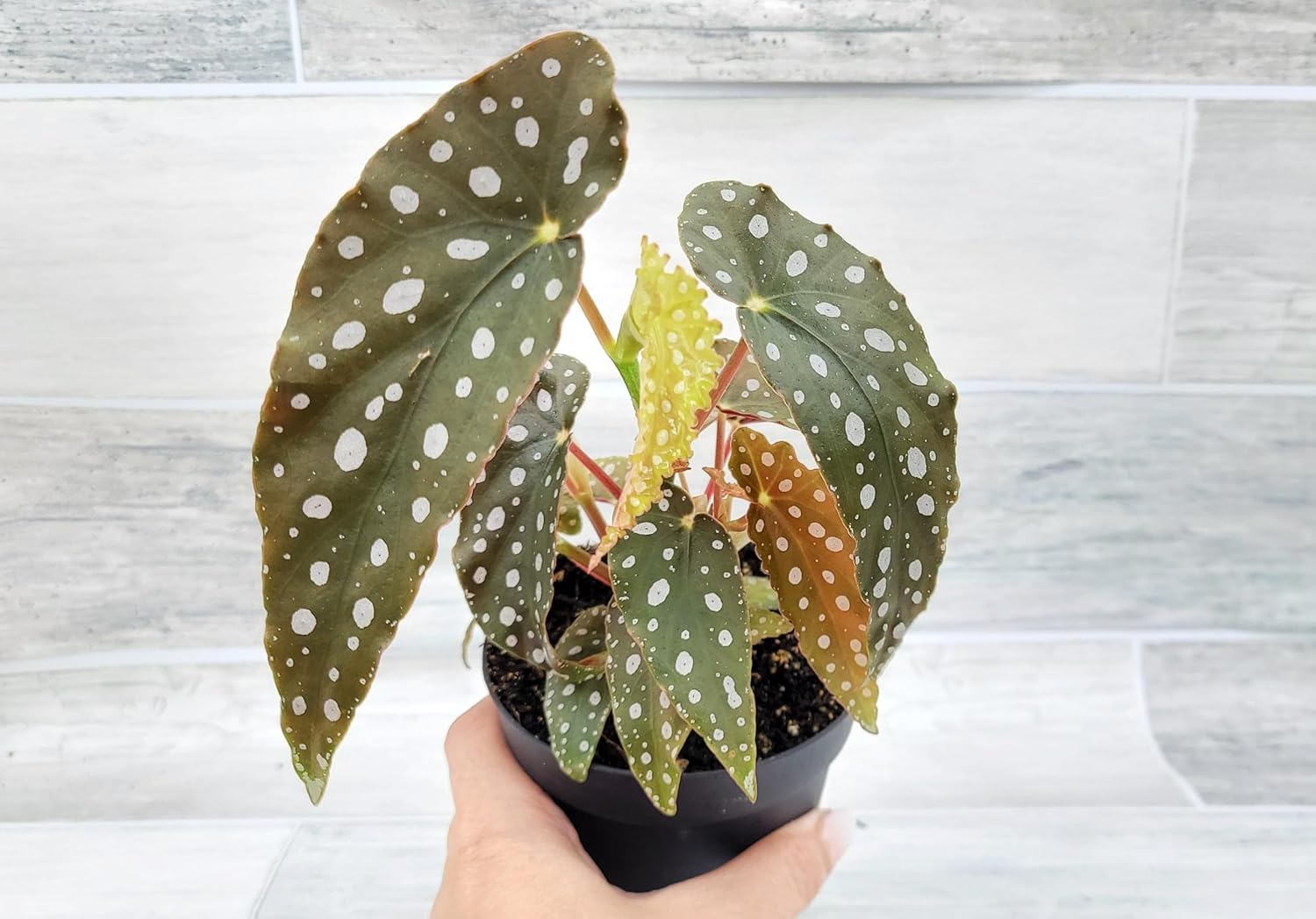 Begonia Maculata Angelwing in 4 inchnursery Plant Pot Live Rare Exotic Tropical Indoor House Plants Easy to Grow Housewarming Gift Decoration Gift for Home or Office by 3exoticgreen