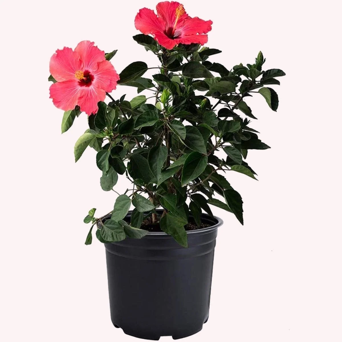 American Plant Exchange Hibiscus Seminole Pink Bloom, Large Tropical Live Plant, 10-Inch Pot, Landscape & Houseplant W/ Direct Light