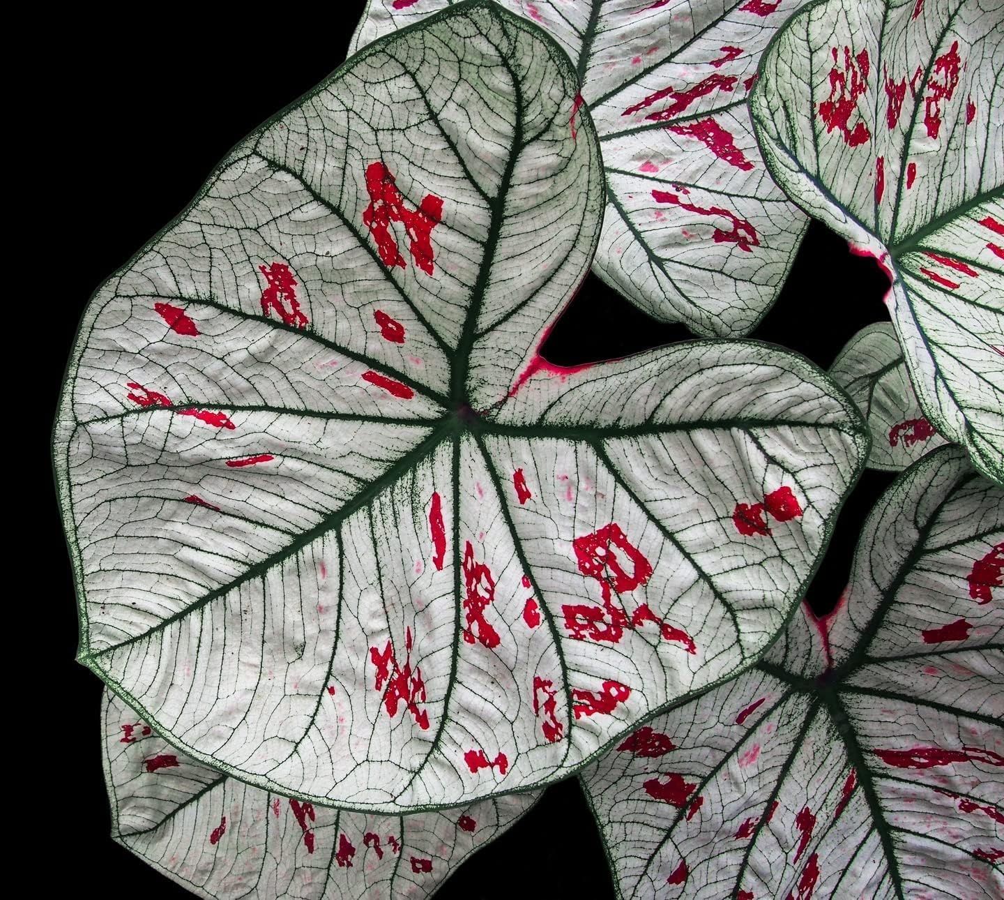 3 Cranberry Star Caladium Bulbs for Planting - Perennial Hosta, Elephant Ears, Fancy (3 Bulbs)