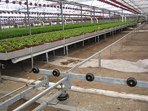 Juniper Blue Pacific - 30 Live Plants - Drought Tolerant Cold Hardy Evergreen Ground Cover