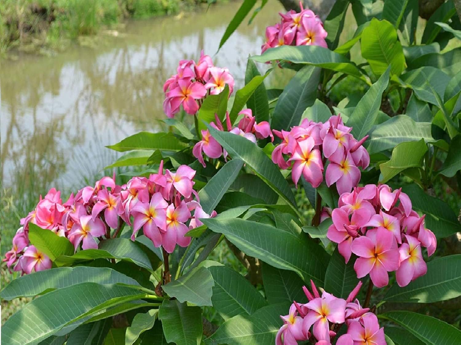 Hawaiian Rare Plumeria Frangipani Plant Planta Cuttings Red, White, Yellow, Pink - 10 Inch - Discount Hawaiian Gifts LQ4 (Pink)