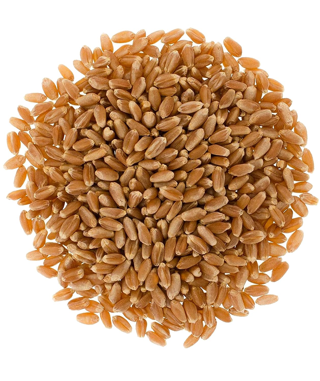Hard Red Winter Wheat Berries | 25 LBS | Emergency Food Storage Bucket | Non-GMO | Grown on Our Family Farm | Bulk